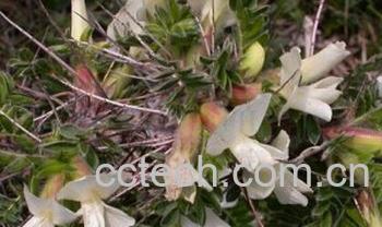 果蔬百科鬼箭锦鸡儿-0