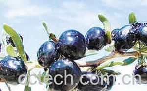果蔬百科黑枸杞-0