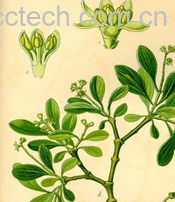 果蔬百科桑寄生的作用和功效-0