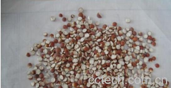 果蔬百科芡实-0