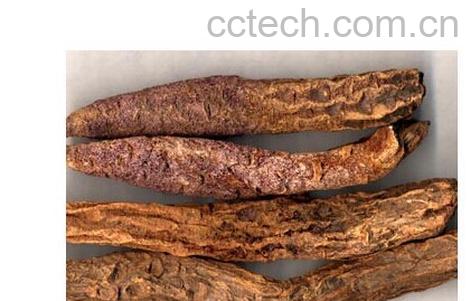 果蔬百科锁阳-0