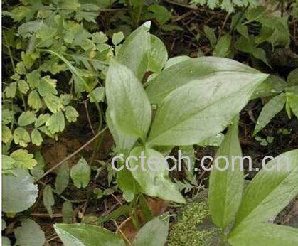 果蔬百科半夏-0