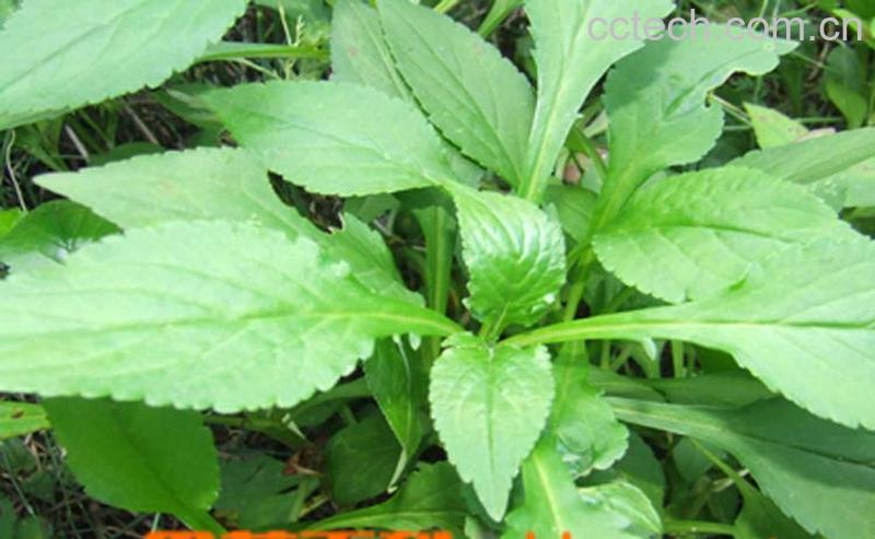 果蔬百科败酱草的功效与作用-0