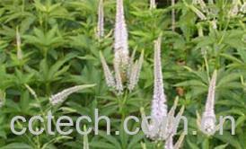 果蔬百科威灵仙的作用与功效-0