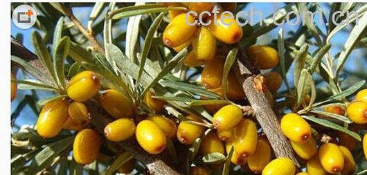 果蔬百科沙棘茶-0