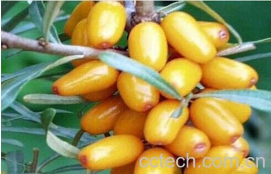 果蔬百科沙棘-0