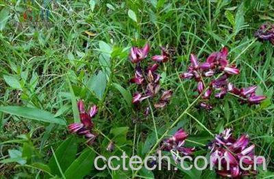 果蔬百科鸡血藤图片 鸡血藤的功效与作用-0