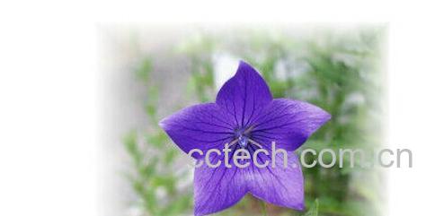 果蔬百科桔梗-0