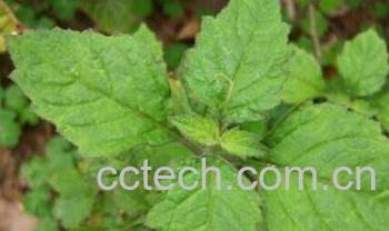 果蔬百科广藿香-0