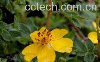 果蔬百科小叶金露梅-0