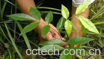 果蔬百科七叶莲-0