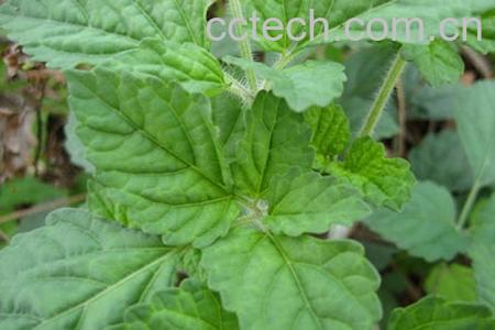 果蔬百科紫参-0