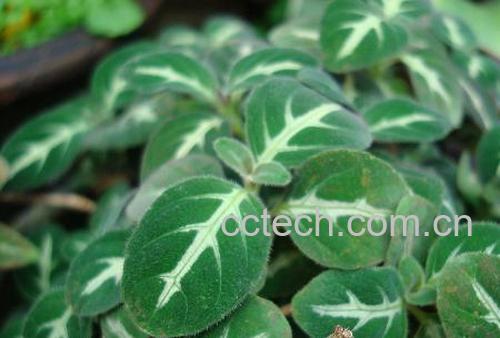 果蔬百科紫心草-0