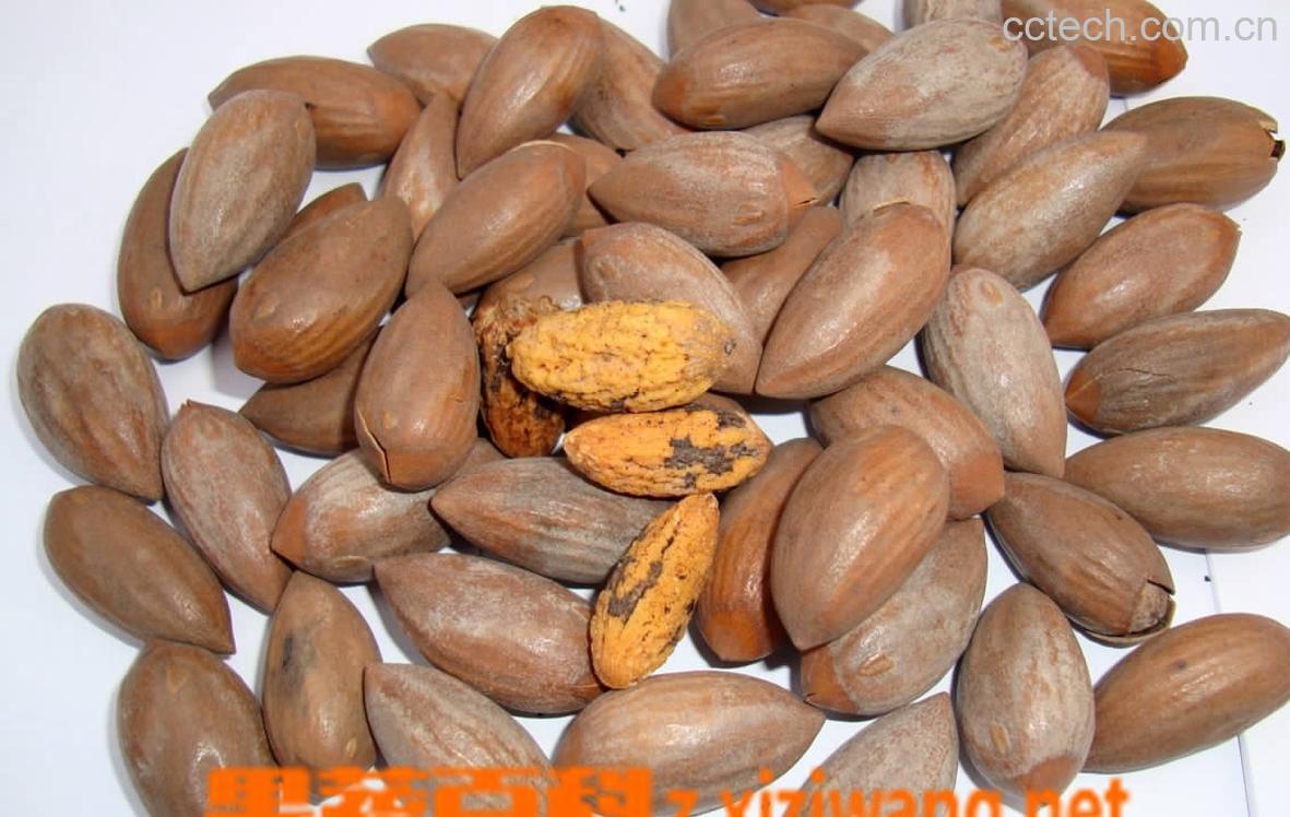 果蔬百科 榧子的功效与作用-0