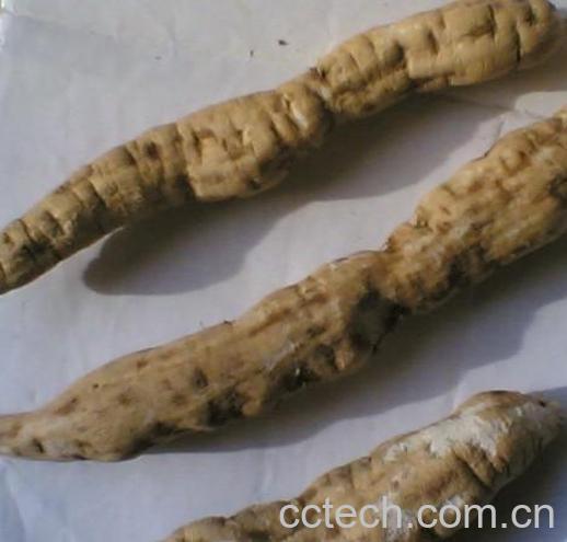 果蔬百科白何首乌的功效与作用-0