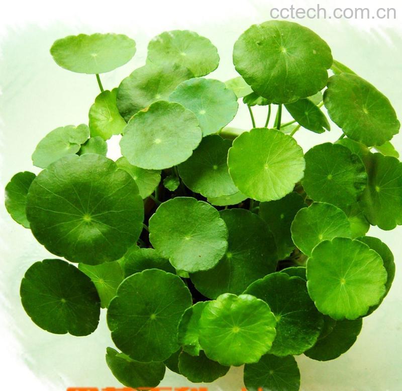 果蔬百科金钱草的功效与作用-0