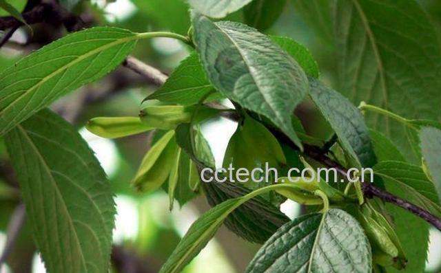 果蔬百科杜仲叶的功效与作用-0