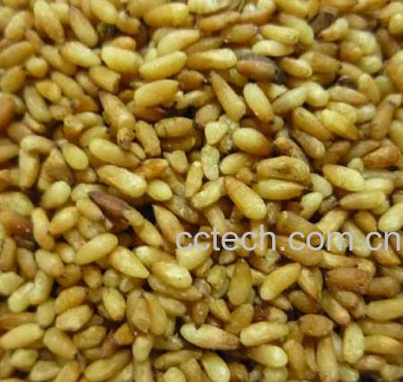 果蔬百科 柏子仁的功效与作用-0