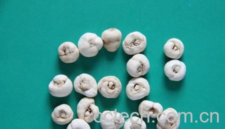 果蔬百科平贝母的功效与作用-0