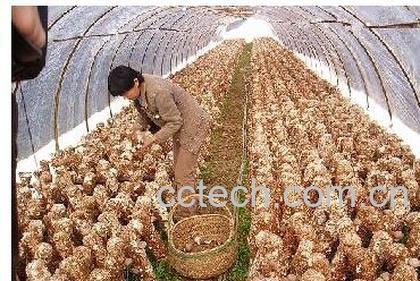 果蔬百科蝉花-0