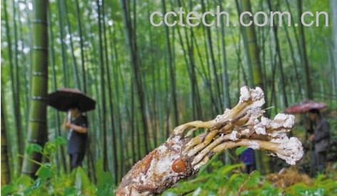 果蔬百科蝉花-0