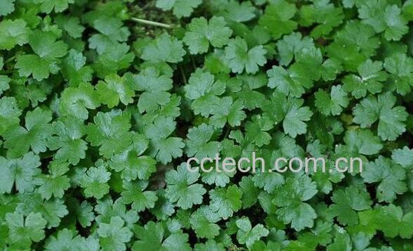 果蔬百科天胡荽-0