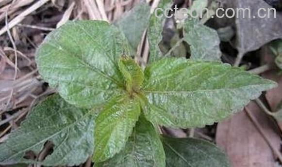 果蔬百科铁苋菜-0