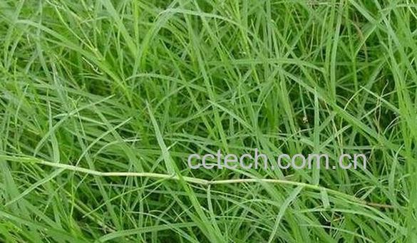 果蔬百科铁线草-0