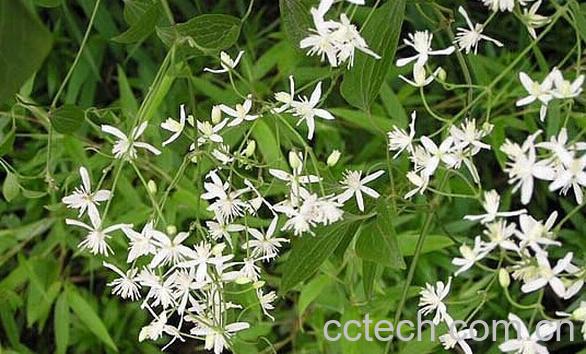 果蔬百科铁线莲-0