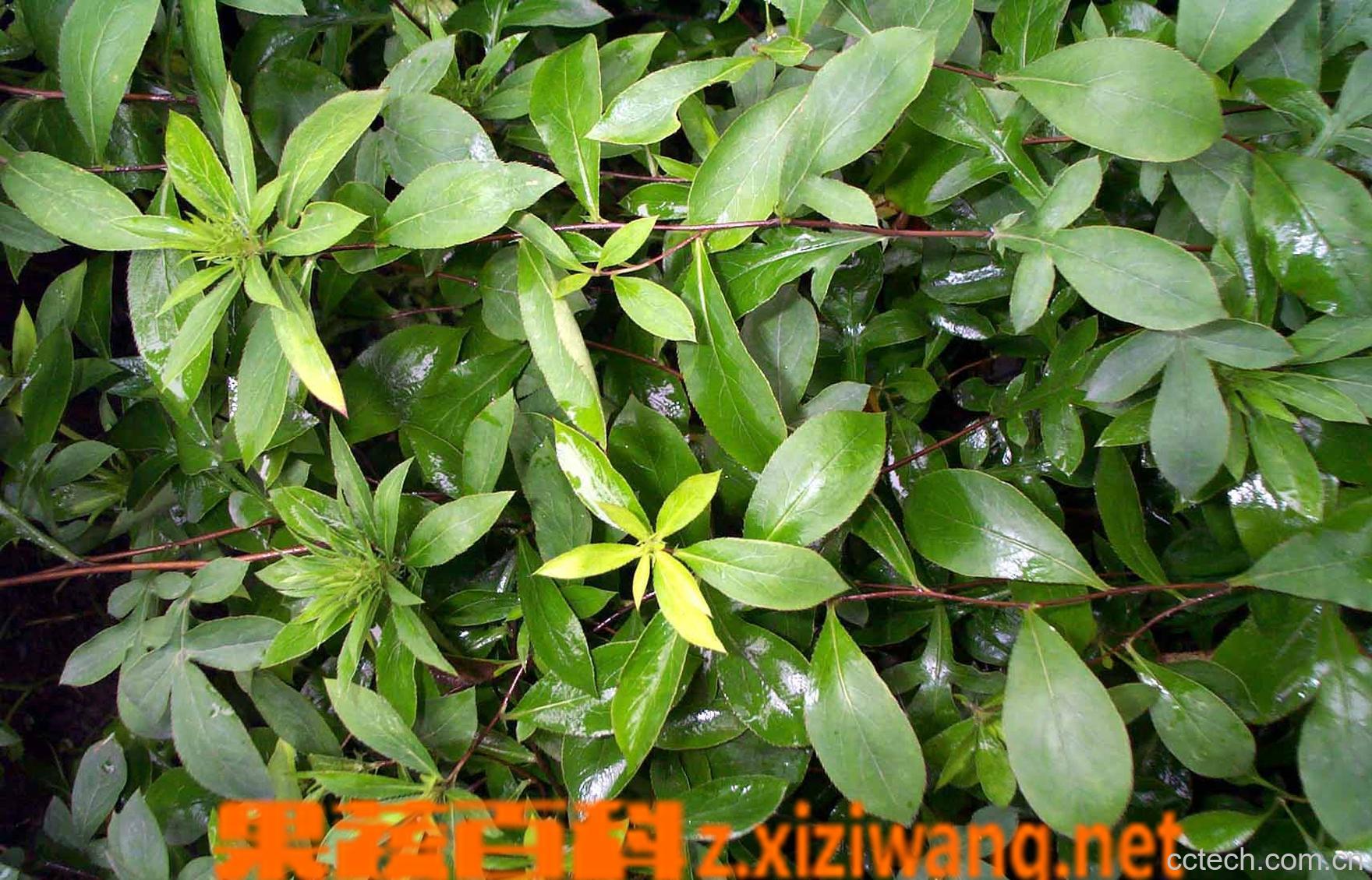 果蔬百科苍术的功效与作用-0