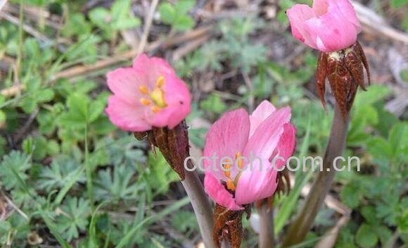 果蔬百科桃儿七-0