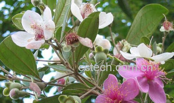 果蔬百科桃金娘-0