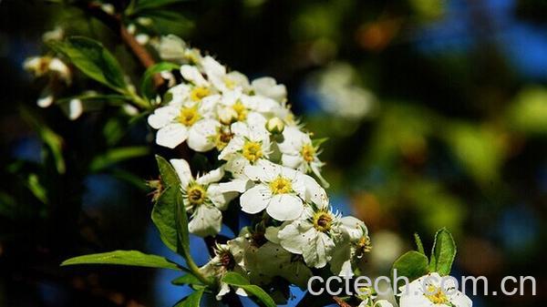 果蔬百科台湾笑靥花-0