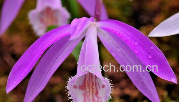 果蔬百科台湾一叶兰-0