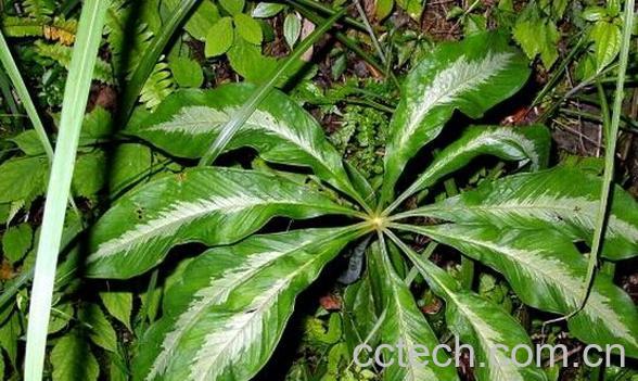 果蔬百科台湾天南星-0