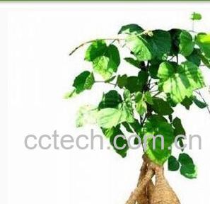 果蔬百科葛根-0