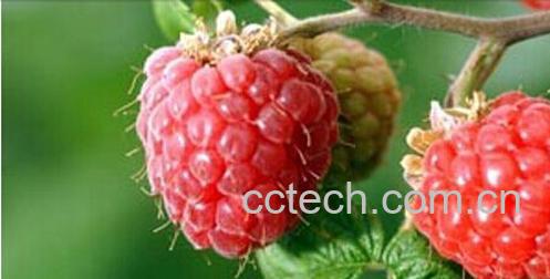 果蔬百科覆盆子-0