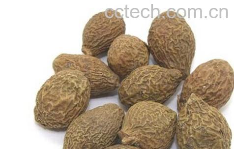 果蔬百科 胖大海-0