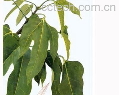 果蔬百科胖大海-0