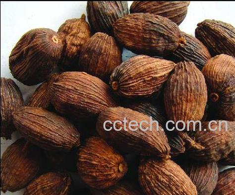 果蔬百科草果-0