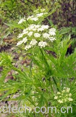 果蔬百科蛇床子-0