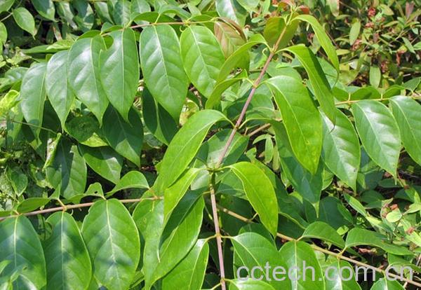 果蔬百科钩藤-0