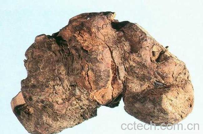 果蔬百科茯苓-0