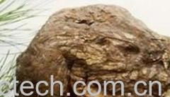 果蔬百科茯苓-0