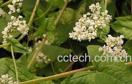 果蔬百科土茯苓-0