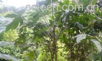 果蔬百科通草-0