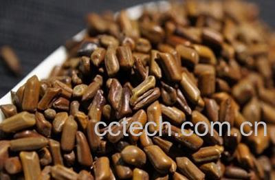 果蔬百科决明子-0