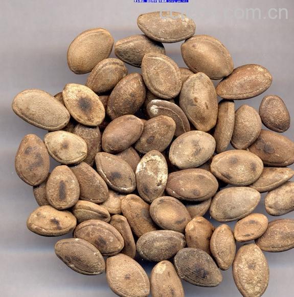 果蔬百科瓜蒌-0