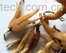 果蔬百科手掌参-0