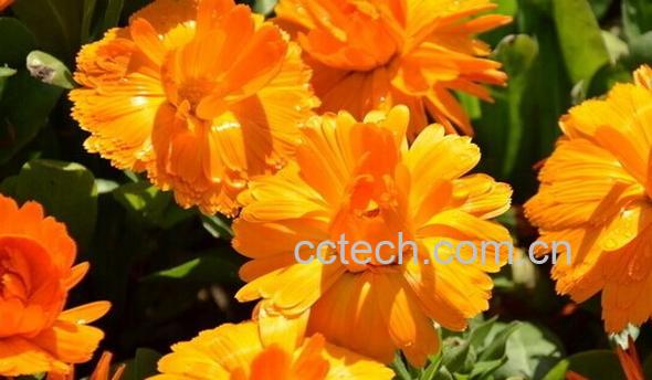 果蔬百科金盏菊-0